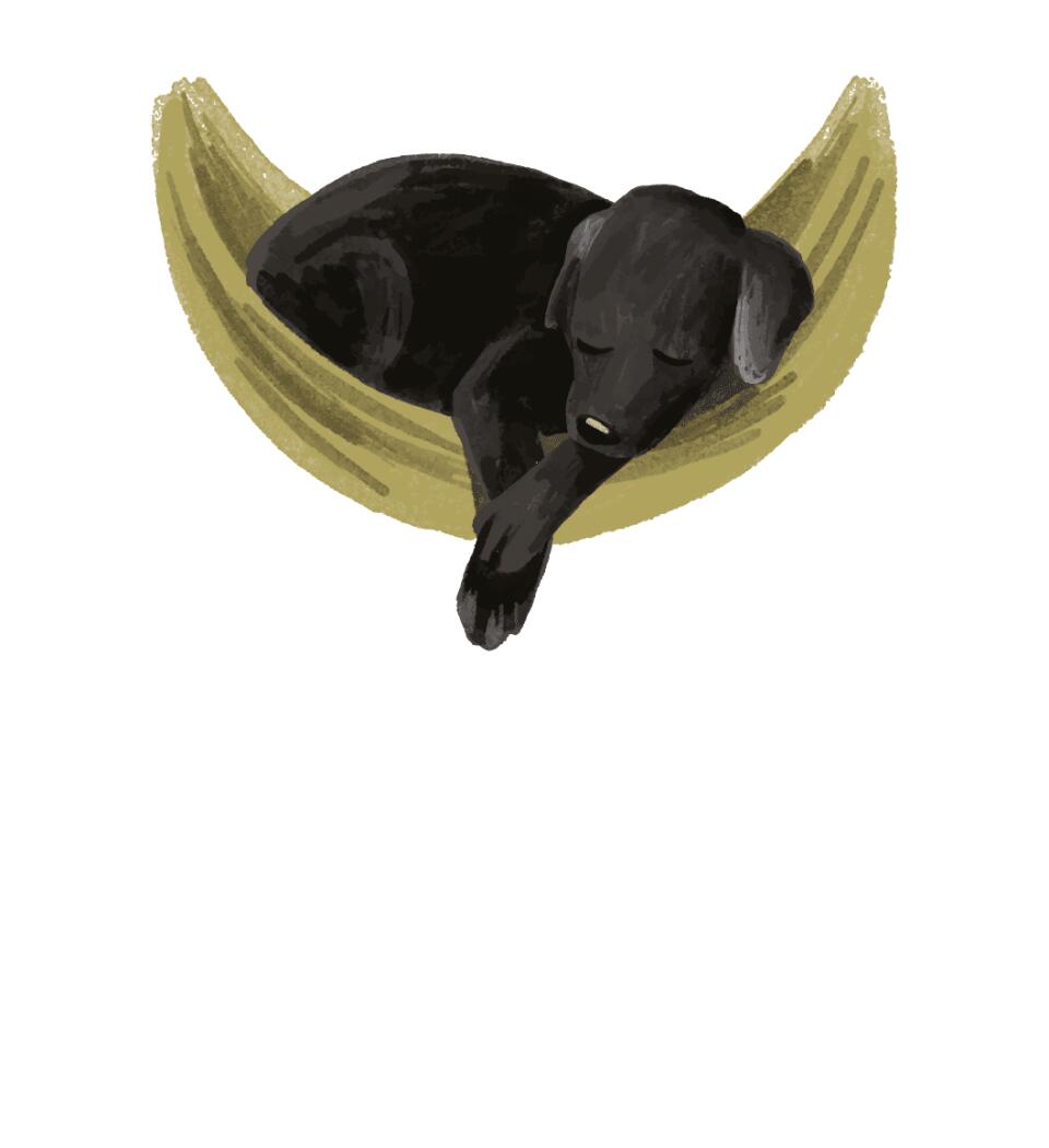 Kicsi labrador Póló